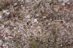Festuca pulchella