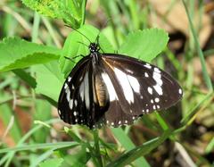 Danaus affinis affinis