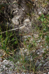 Festuca pulchella