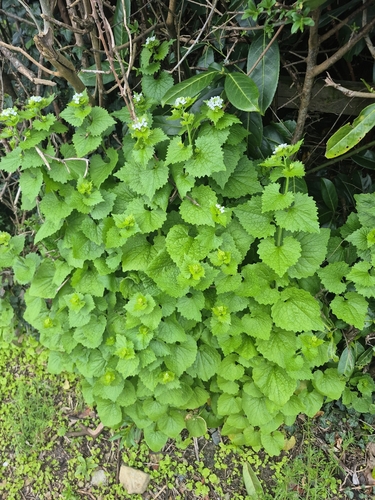garlic mustard