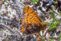 Boloria polaris