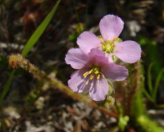 Drosera filiformis