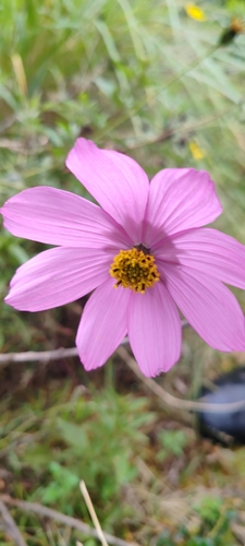 Cosmos peucedanifolius, photograph 1