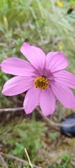 Cosmos peucedanifolius, photograph (c) Alejandro Bruno Miranda-Calle, some rights reserved (CC BY)
