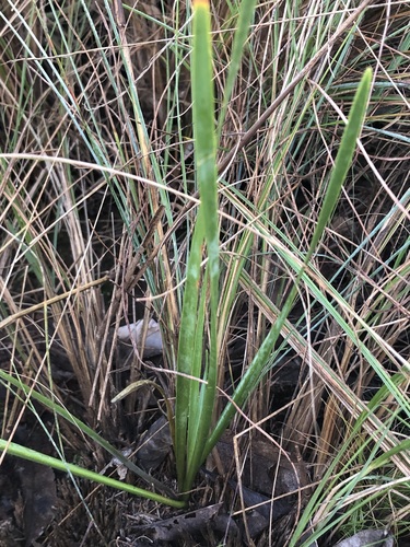 Tulbaghia acutiloba, photograph 2