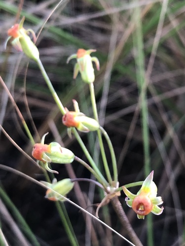 Tulbaghia acutiloba