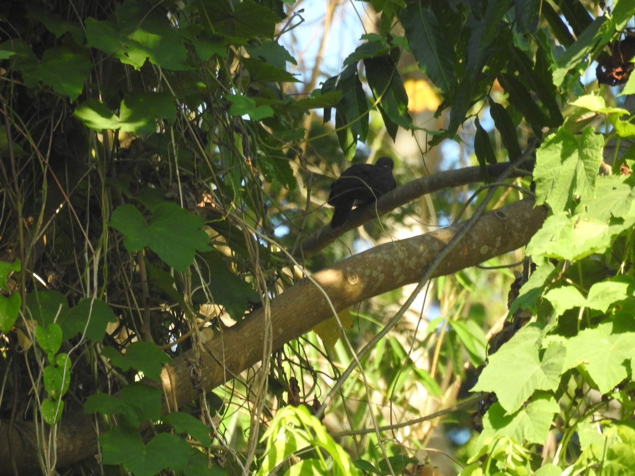 White-eared Brown Dove (Phapitreron leucotis), photo 3