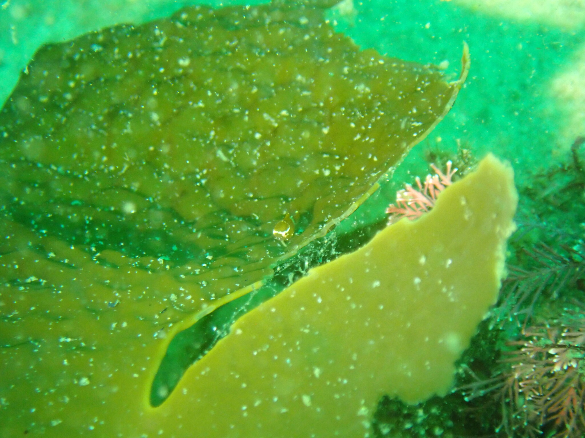 Harlequin Lumpsucker