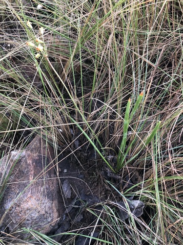 Tulbaghia acutiloba, photograph 3