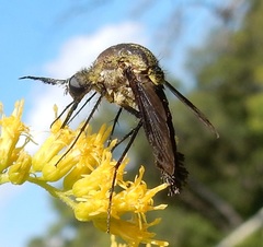Lepidophora lepidocera