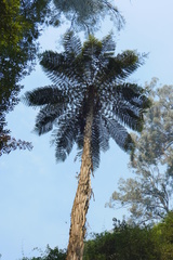 Cyathea marcescens
