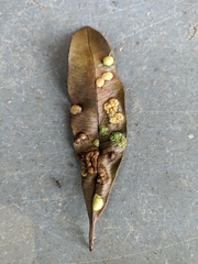 Alstonia scholaris