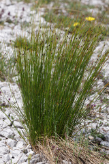 Oreojuncus monanthos