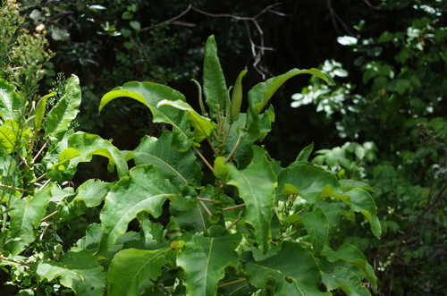 Gymnanthemum appendiculatum image