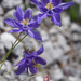 Einsel's Columbine - Photo (c) Felix Riegel, some rights reserved (CC BY-NC), uploaded by Felix Riegel