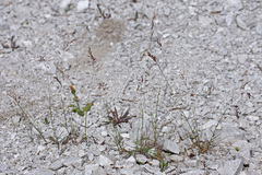 Trisetum distichophyllum