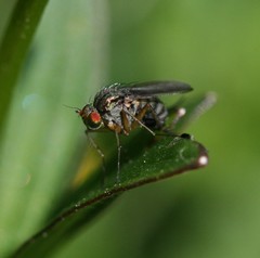 Dolichopus popularis