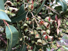 Angophora subvelutina