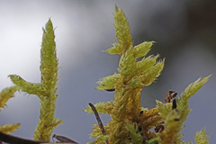 Hypnum cupressiforme lacunosum