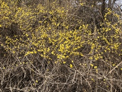 Forsythia koreana