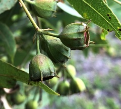 Angophora subvelutina
