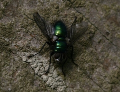 Gymnocheta viridis