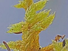 Hypnum cupressiforme lacunosum