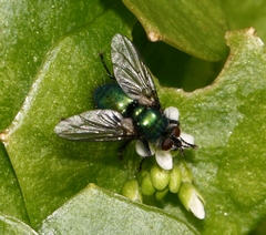 Gymnocheta viridis