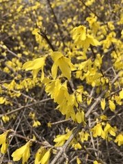 Forsythia koreana