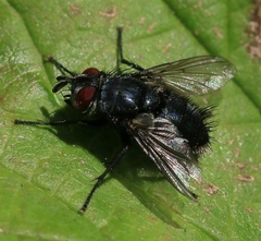 Epicampocera succincta