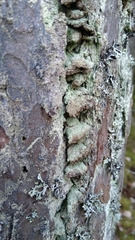 Trichaptum abietinum