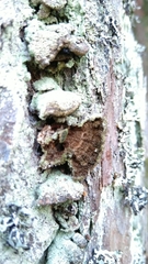 Trichaptum abietinum