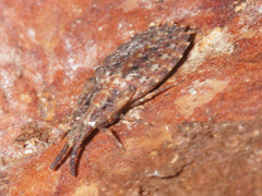 Aradus depressus