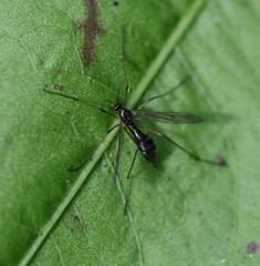 Ptychopteridae