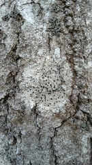 Lecanoromycetes