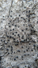 Lecanoromycetes