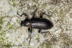 Derosphaerus sinensis