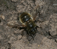 Tachina ursina