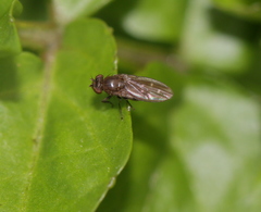 Scatella