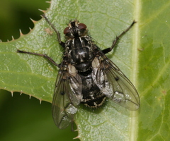 Trixa conspersa