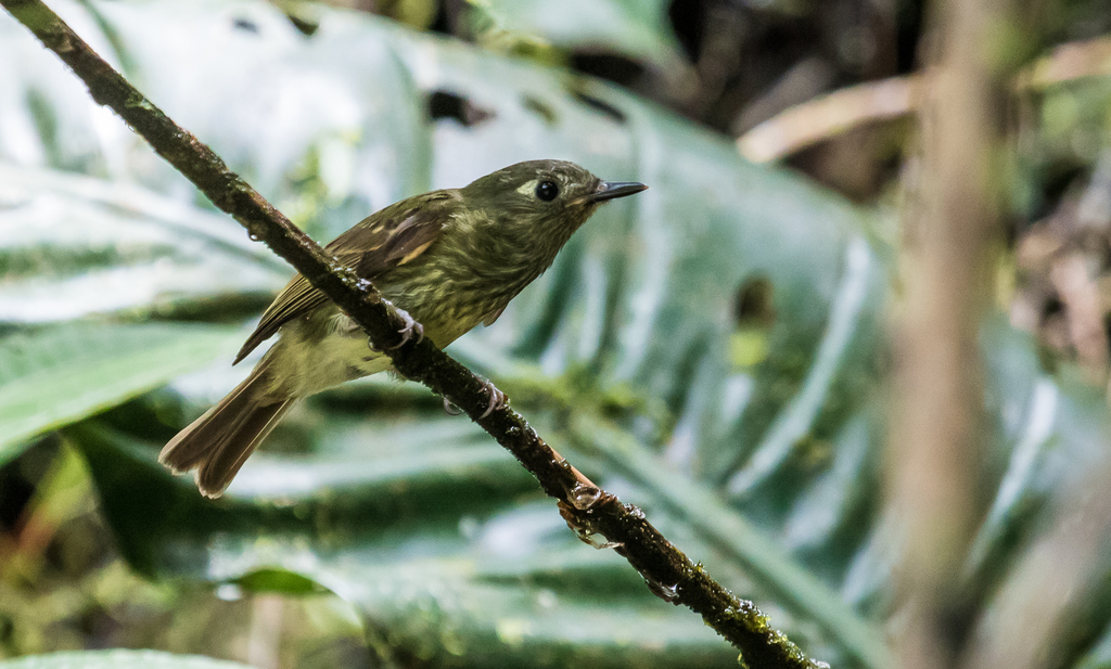 Olive-Striped Flycatcher