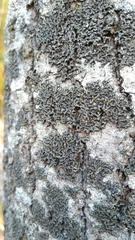 Lecanoromycetes
