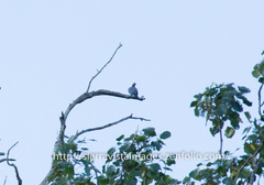 Patagioenas squamosa