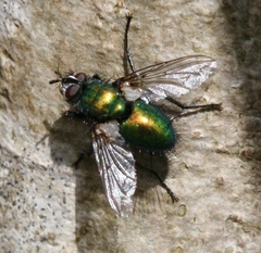 Gymnocheta viridis