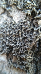 Lecanoromycetes
