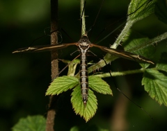 Tipula vittata