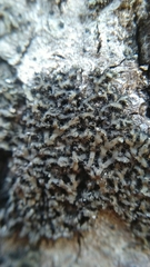 Lecanoromycetes