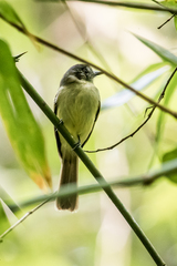 Pogonotriccus ophthalmicus ophthalmicus