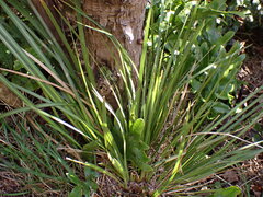 Libertia grandiflora