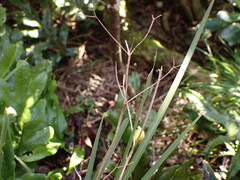 (c) naturewatchwidow, some rights reserved (CC BY) Libertia grandiflora, photograph (c) naturewatchwidow, some rights reserved (CC BY)